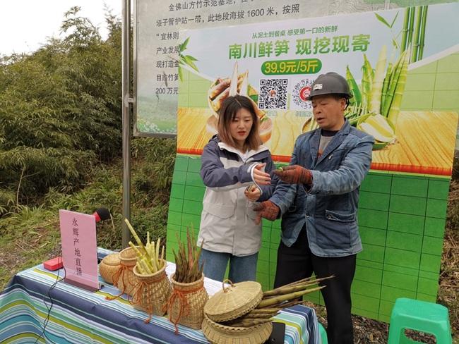 南川方竹論壇最新動(dòng)態(tài)，竹影間的溫暖故事更新不停歇