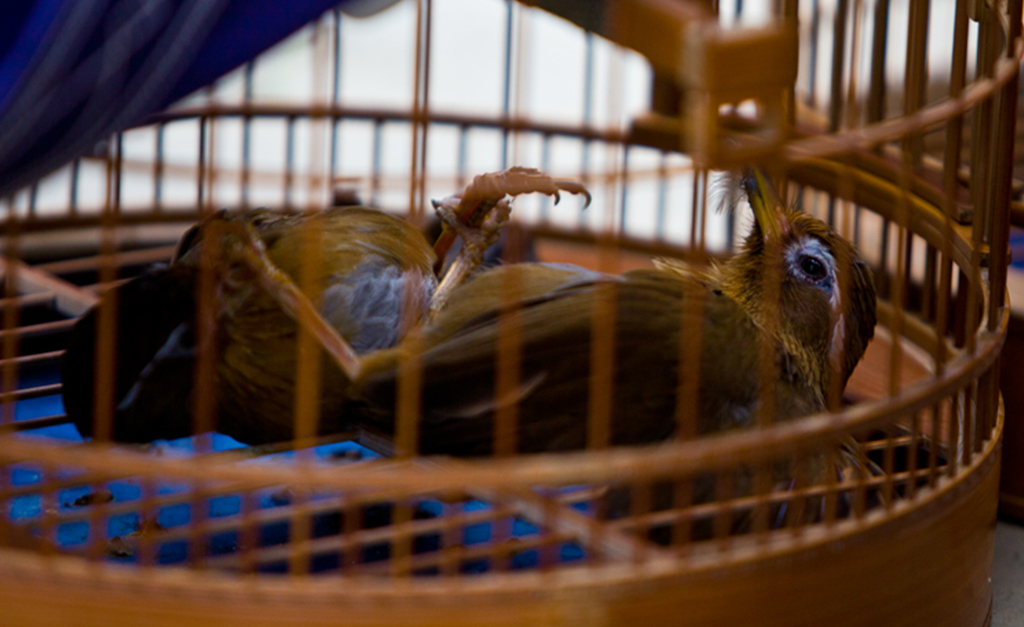 最新斗鳥，別開生面的競技盛宴