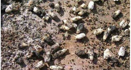 白堊病最新防治方法詳解，一步法指南與詳細步驟