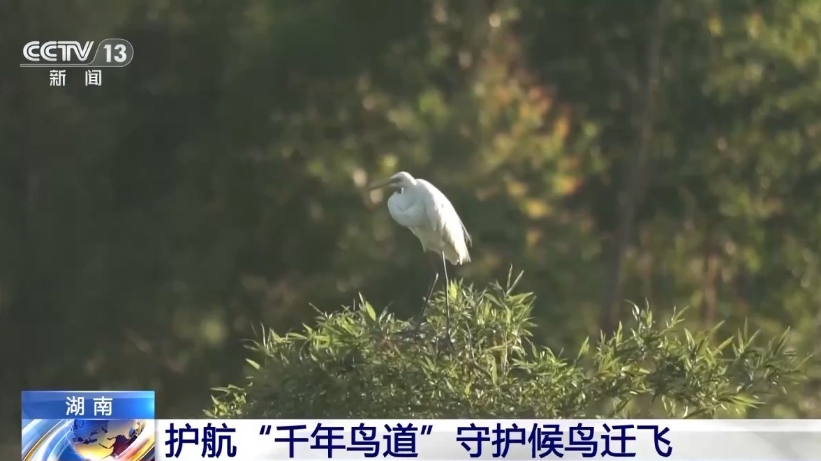 鳥航最新,鳥航最新，小巷中的隱藏特色小店