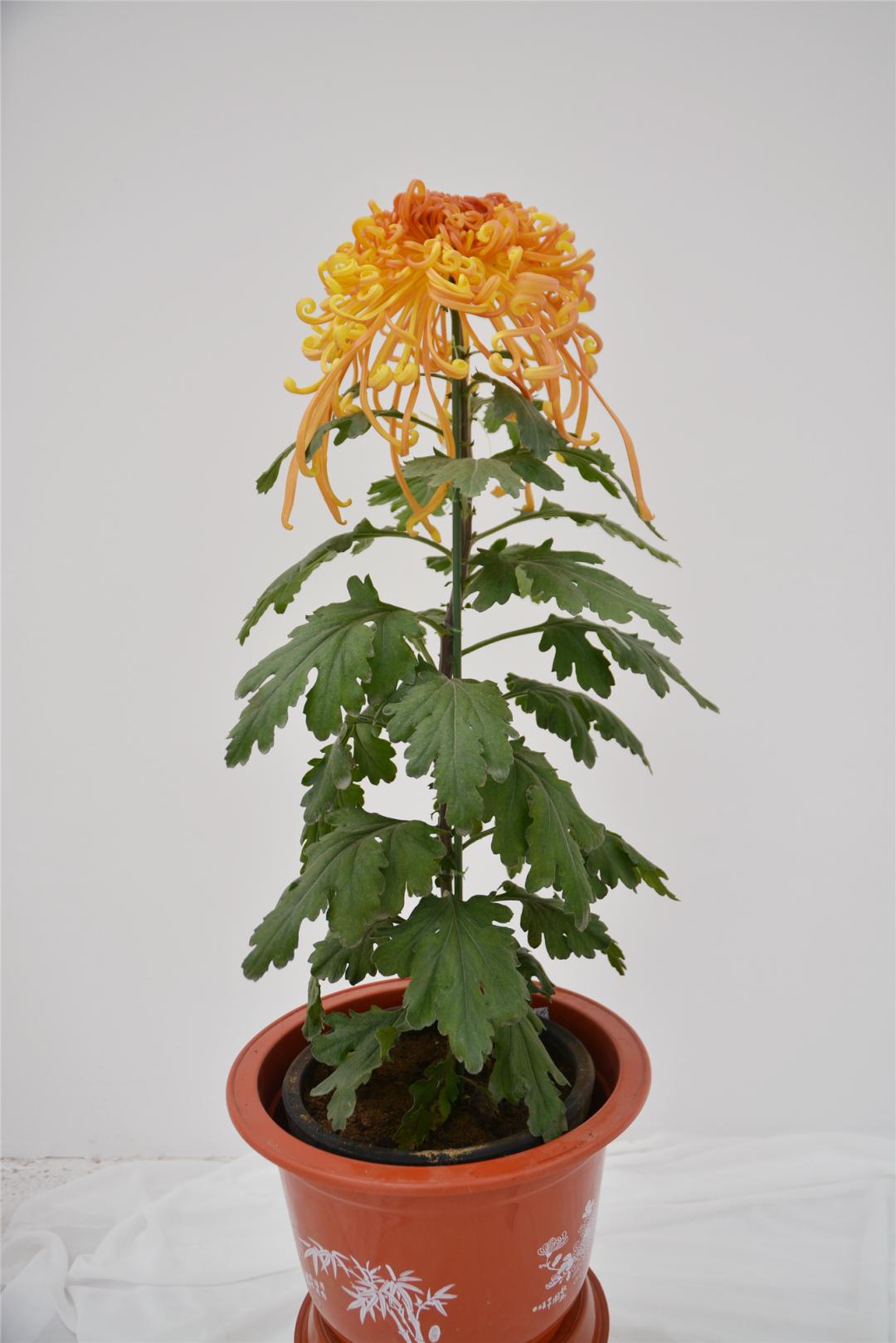 最新菊花展，綻放的美麗與藝術(shù)盛宴